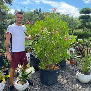 Oleander obyčajný (Nerium oleander) ružový - výška 110-140 cm, kont.C110L (-10/-12°C) VIACKMENNÝ